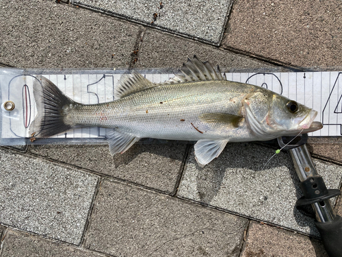 セイゴ（タイリクスズキ）の釣果