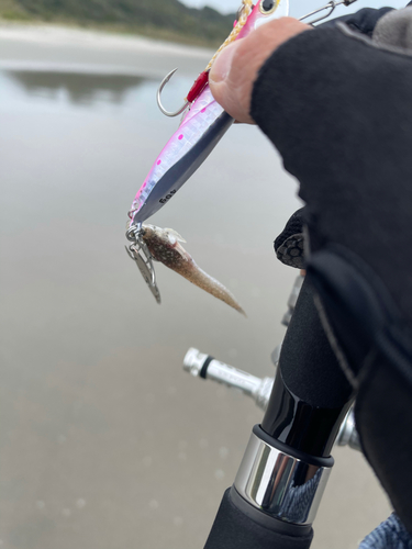 メゴチの釣果