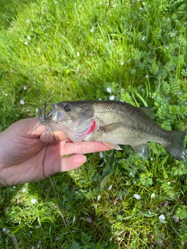 ラージマウスバスの釣果