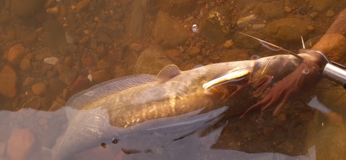 ナマズの釣果