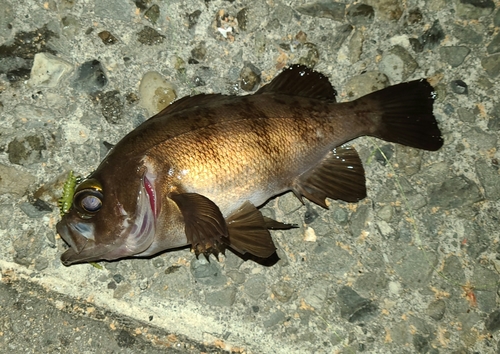 メバルの釣果