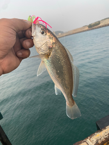 イシモチの釣果