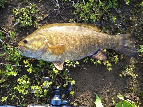 スモールマウスバスの釣果