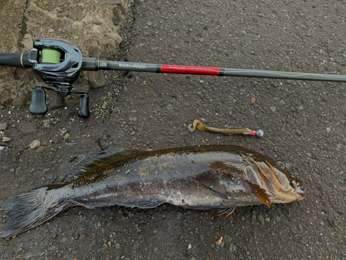 アイナメの釣果