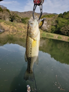 ラージマウスバスの釣果