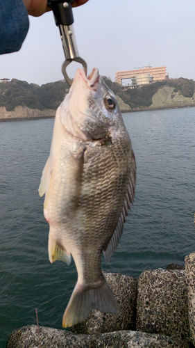 キビレの釣果