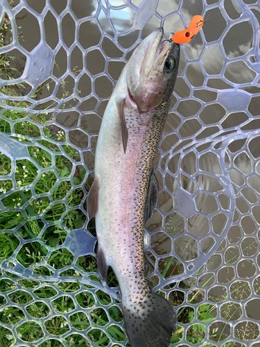 ニジマスの釣果