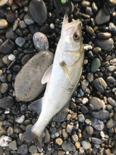 フッコ（マルスズキ）の釣果