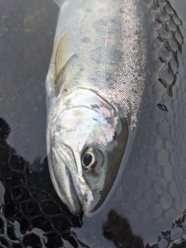 アマゴの釣果