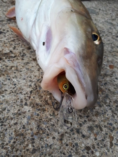 ニゴイの釣果