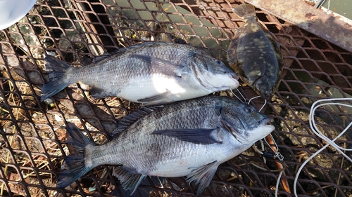 クロダイの釣果