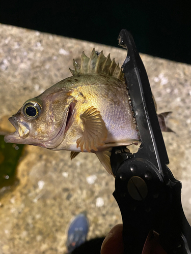 メバルの釣果