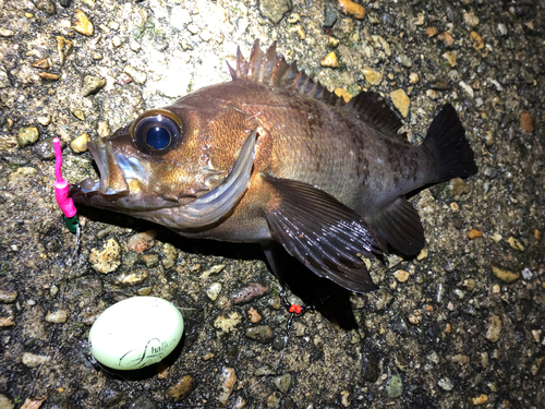 メバルの釣果