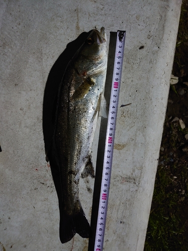 シーバスの釣果