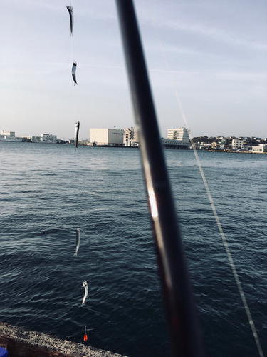 カタクチイワシの釣果