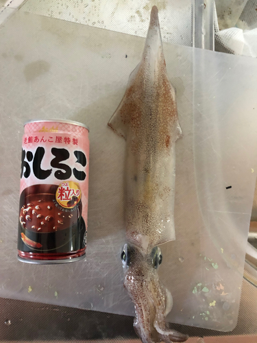 ヤリイカの釣果