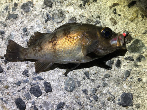 メバルの釣果