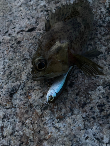 ムラソイの釣果