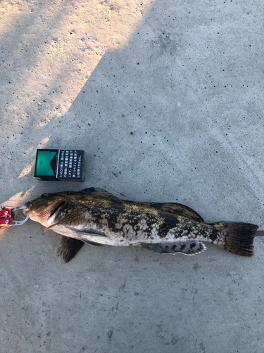 アイナメの釣果