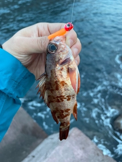 アカメバルの釣果
