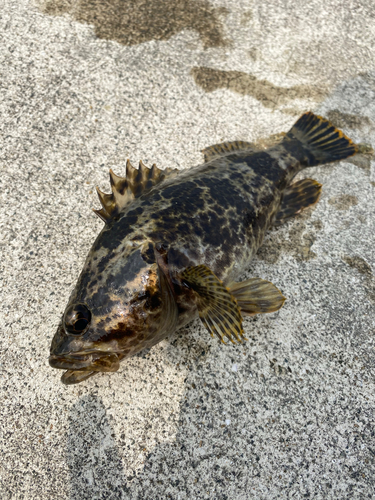 タケノコメバルの釣果