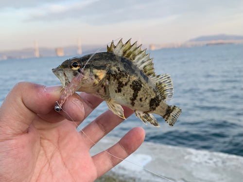 タケノコメバルの釣果