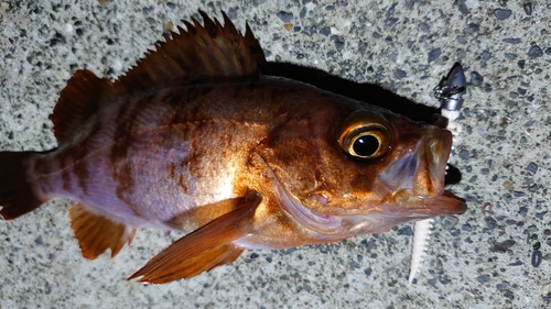 メバルの釣果