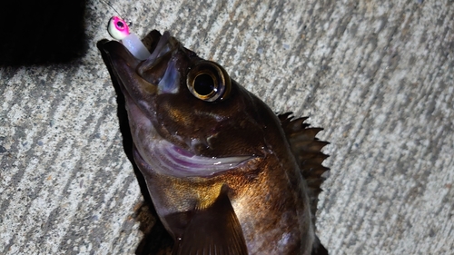 メバルの釣果