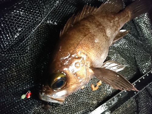 メバルの釣果