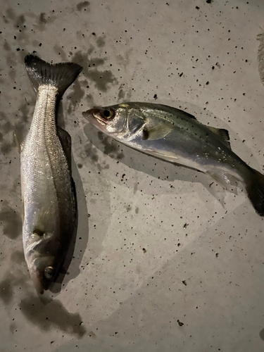 シーバスの釣果