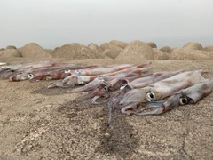 ヤリイカの釣果