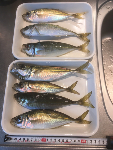 アジの釣果