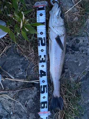 シーバスの釣果