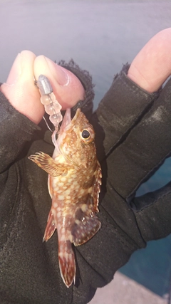 アラカブの釣果