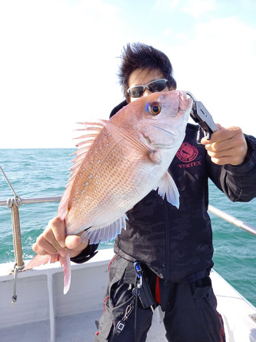 マダイの釣果