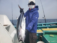 ビンチョウマグロの釣果