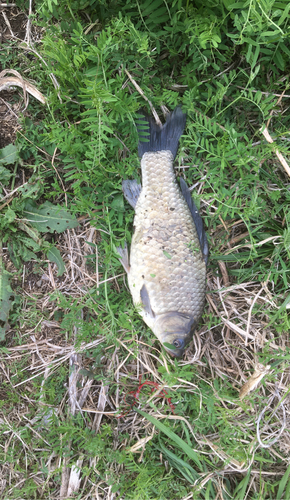 フナの釣果