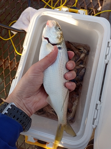 コノシロの釣果