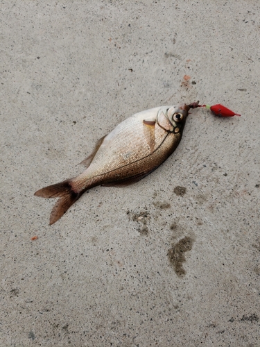 ウミタナゴの釣果