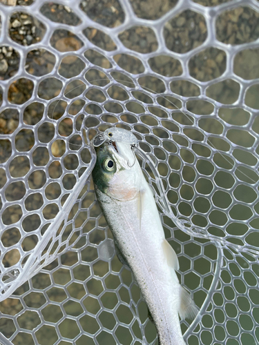 ニジマスの釣果