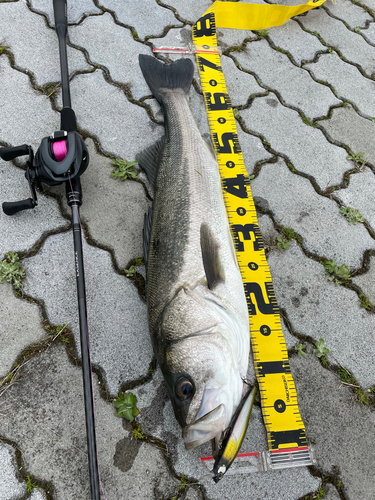 シーバスの釣果