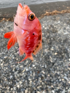 サクラダイの釣果