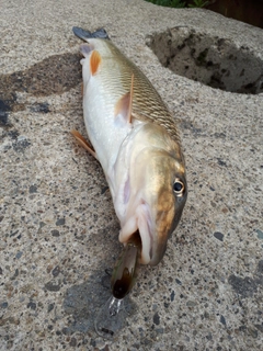 ニゴイの釣果