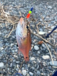 ネンブツダイの釣果