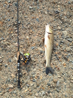 ニゴイの釣果