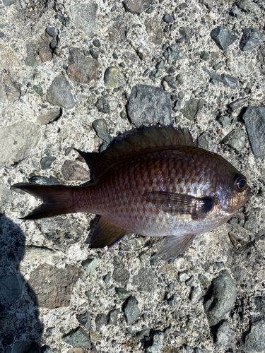 スズメダイの釣果