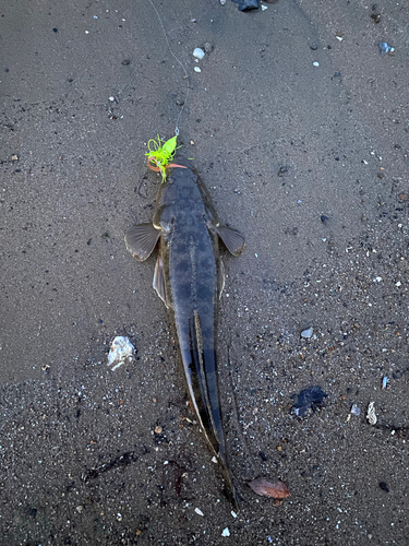 マゴチの釣果