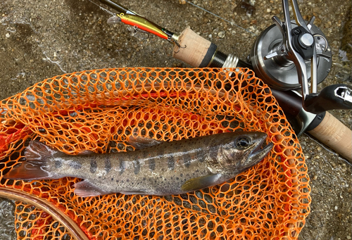 アマゴの釣果