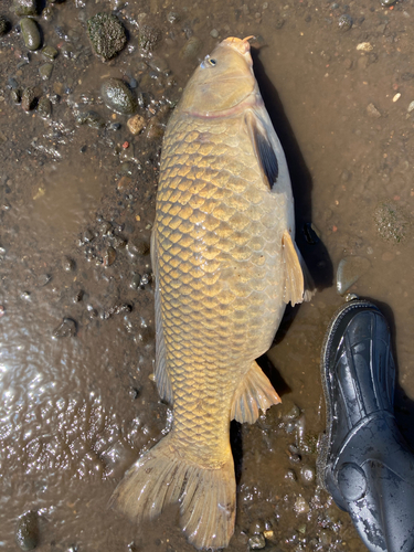 コイの釣果