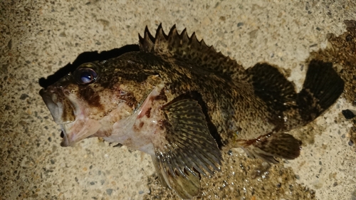 クロソイの釣果